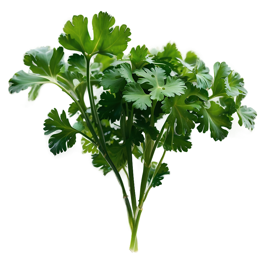 Cilantro Silhouette Png 06212024