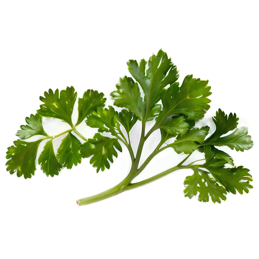 Cilantro Top View Png 70