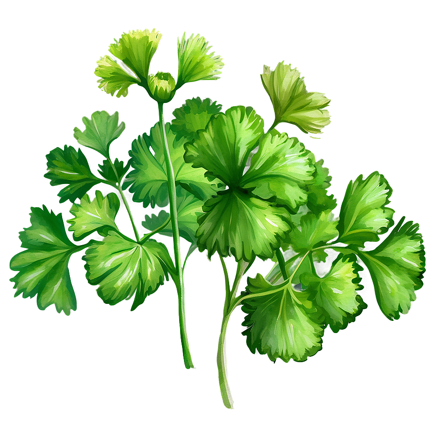 Cilantro Watercolor Png 06212024