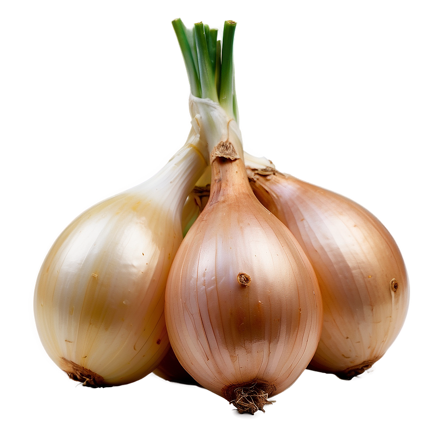 Cipollini Onion Bunch Png 06122024