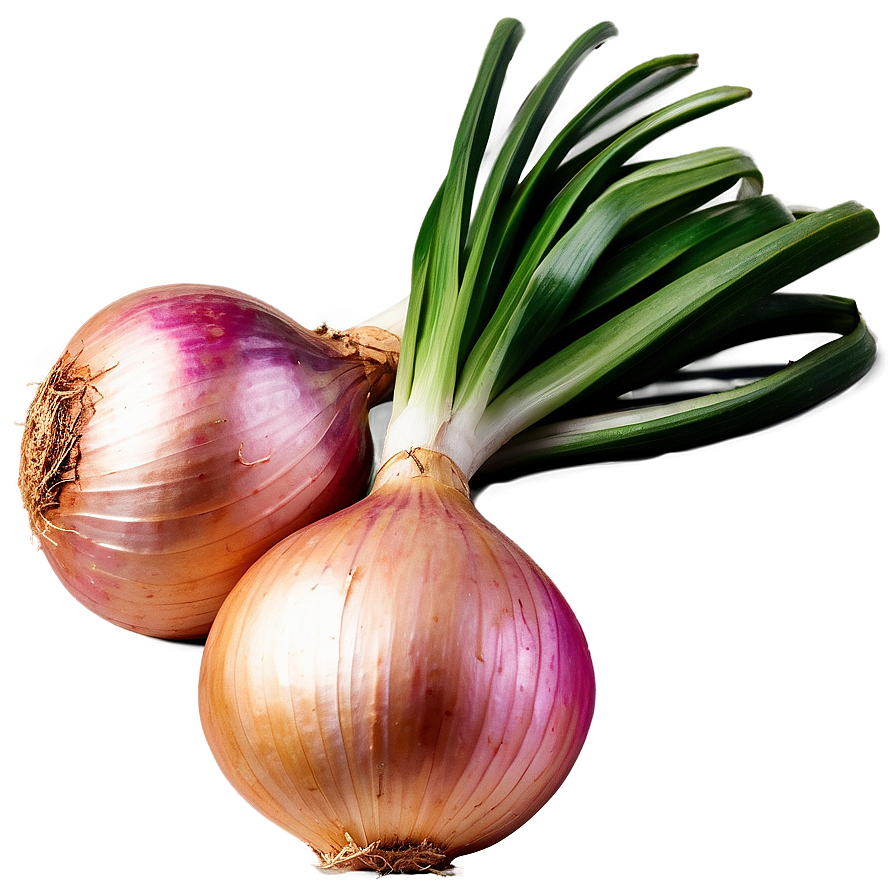 Cipollini Onion Bunch Png Tch