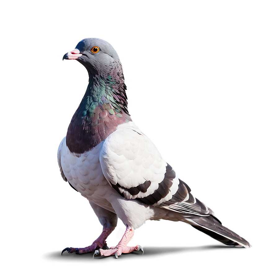 City Pigeon Png 05242024