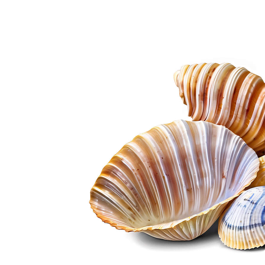 Clam And Cockle Shells Png 81