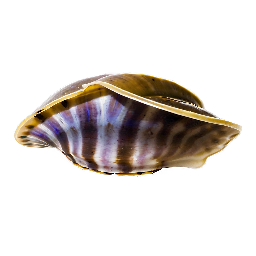 Clam In A Deep Dive Png Rgg98