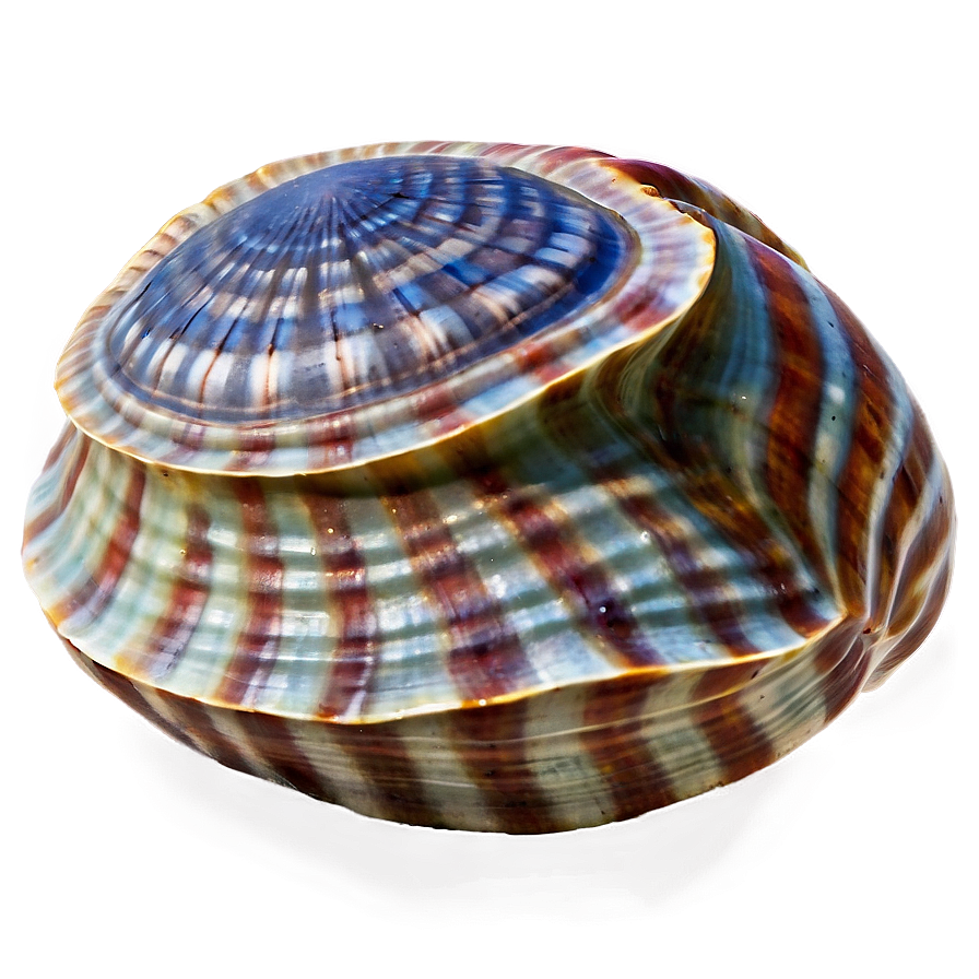 Clam In Nautical Theme Png Lwv