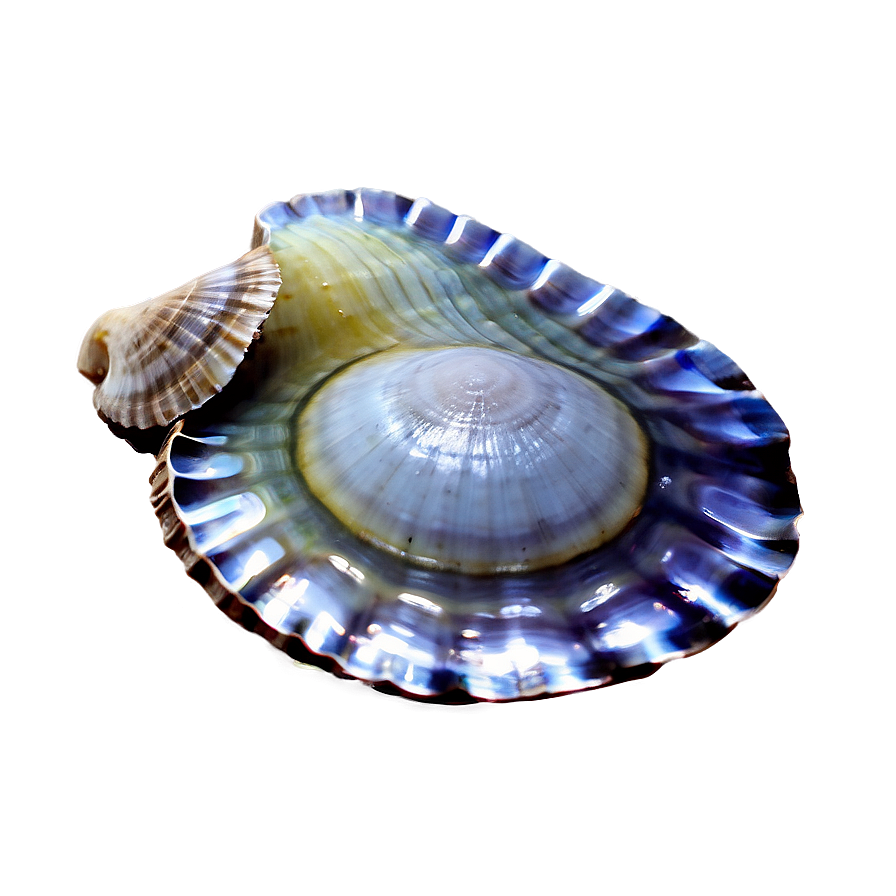 Clam In Ocean Water Png 19