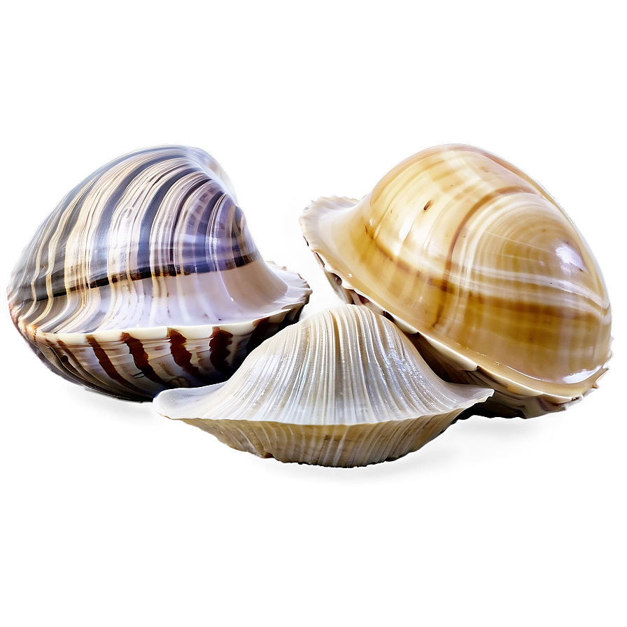 Clam In Seashell Collection Png Sdj21