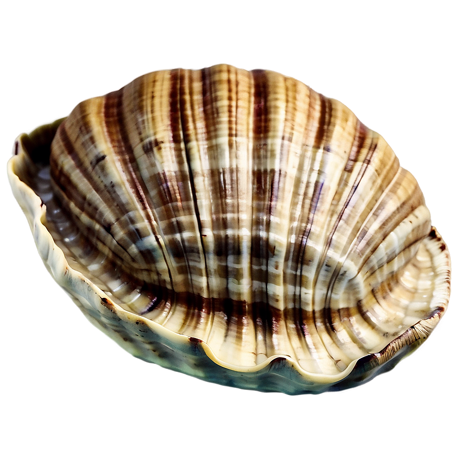 Clam In Vintage Sea Map Png 98