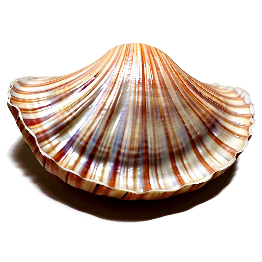 Clam Shell Drawing Png Dun89