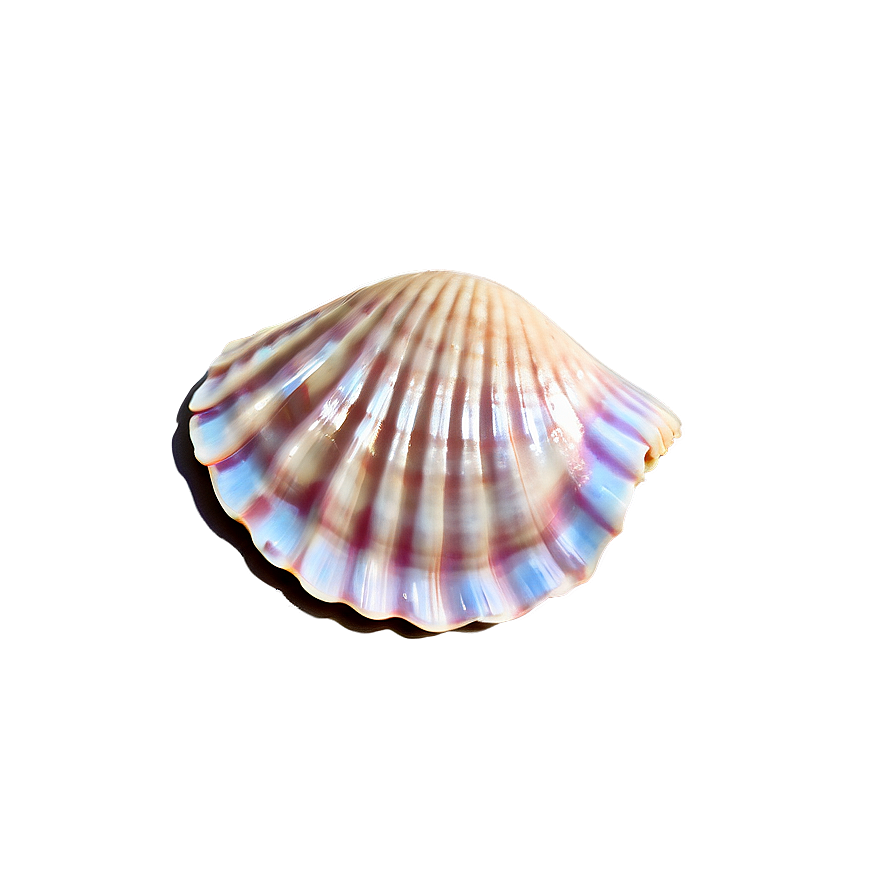 Clam Shell Icon Png 31