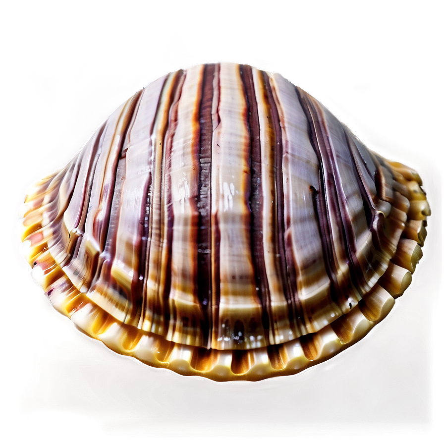 Clam Shell Mosaic Png Rep