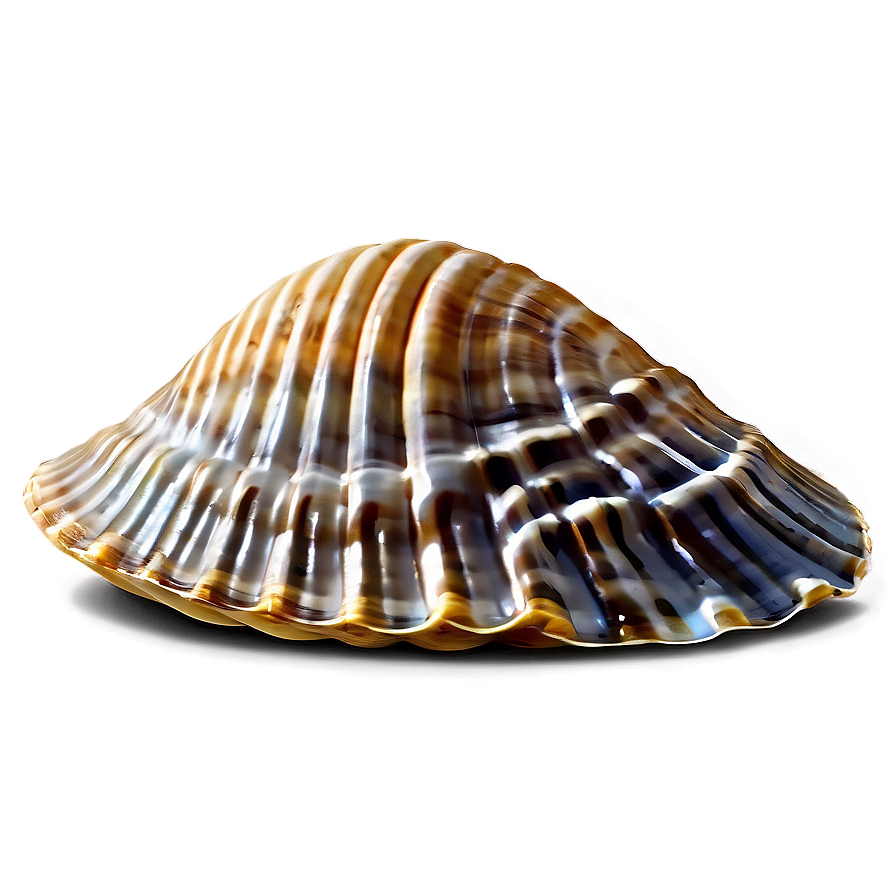 Clam Shell On Beach Png Eja