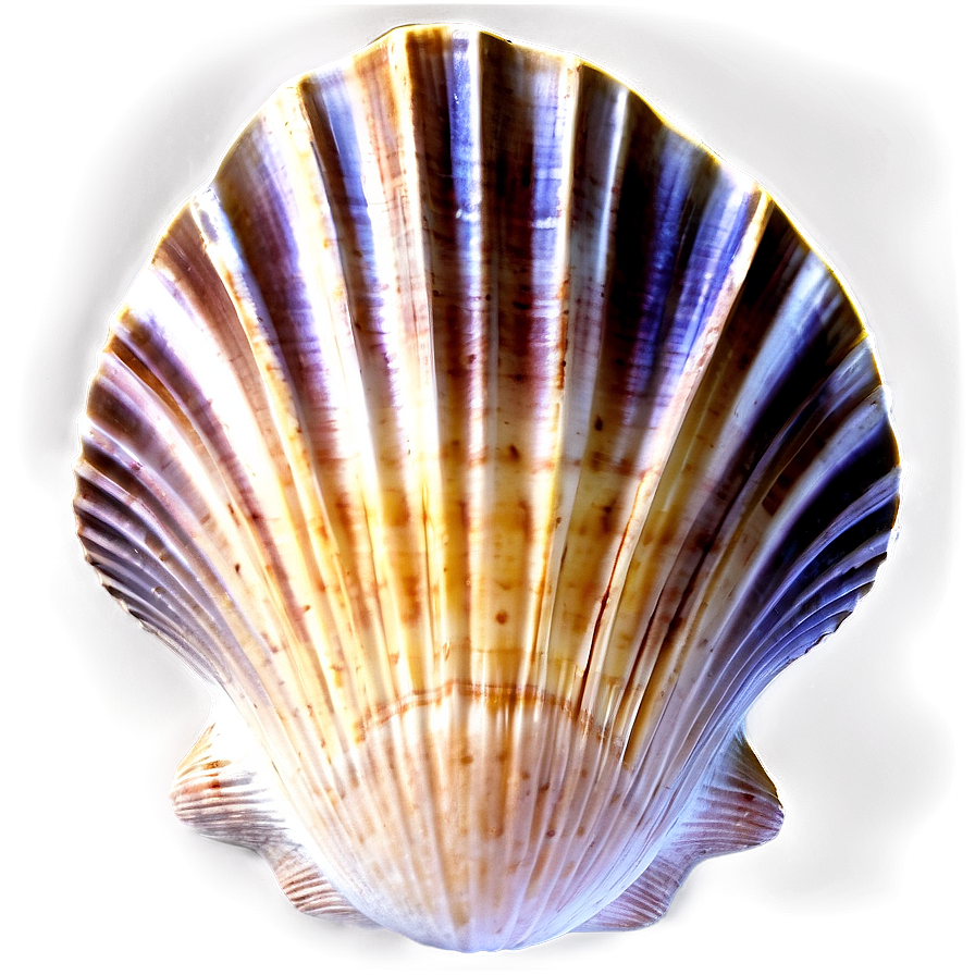 Clam Shell Silhouette Png 06292024