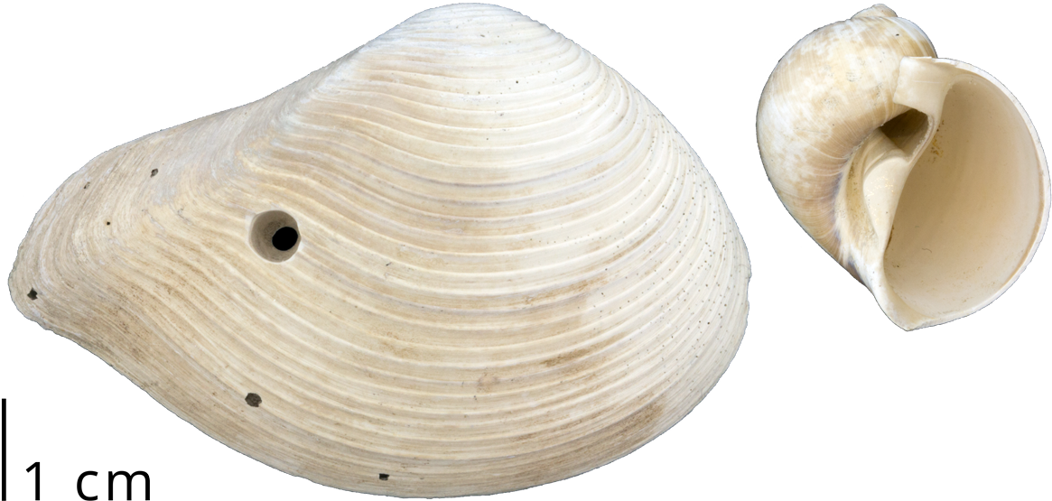 A Clam Shell With A Drill Hole Left By A Predatory - Baltic Clam, HD Png Download PNG with transparent background