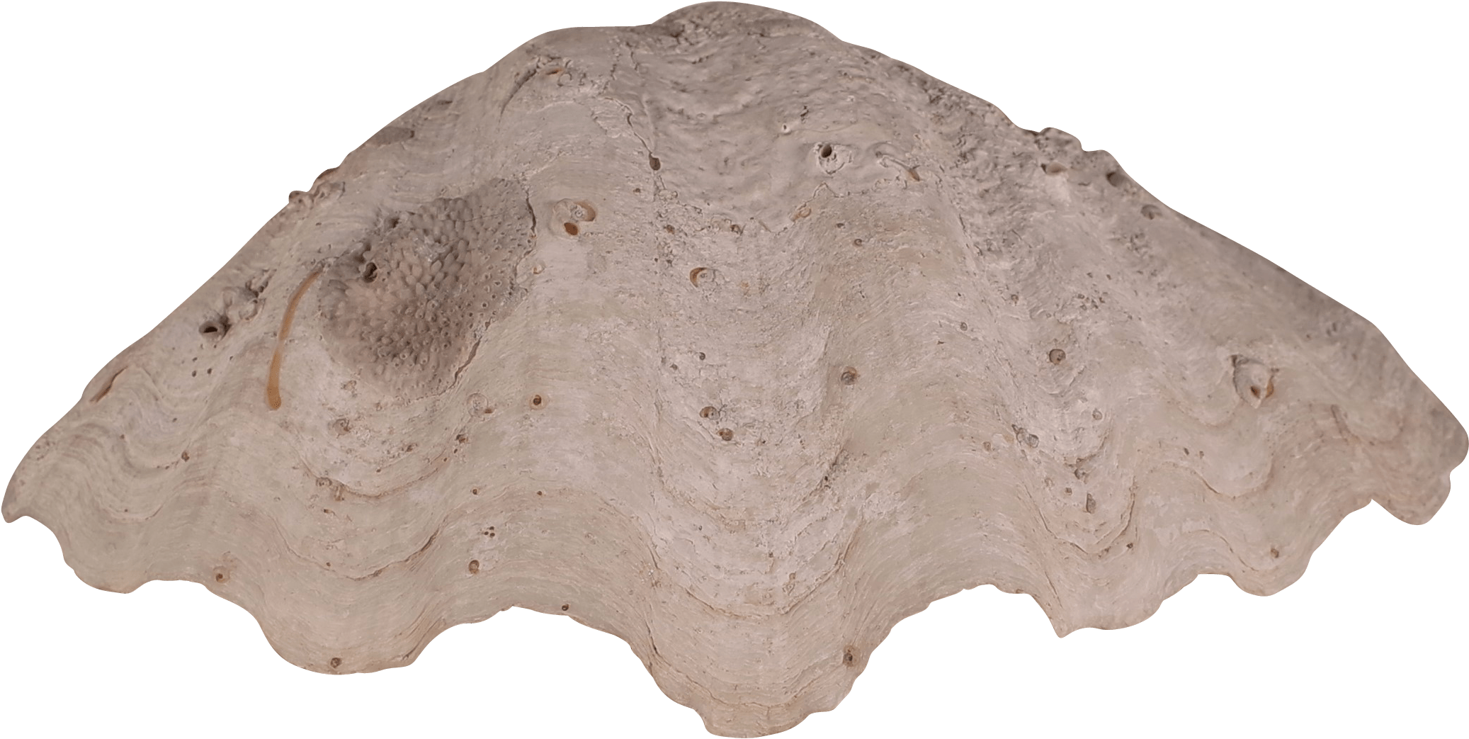Transparent Clam Shell Png - Tablecloth, Png Download PNG with transparent background