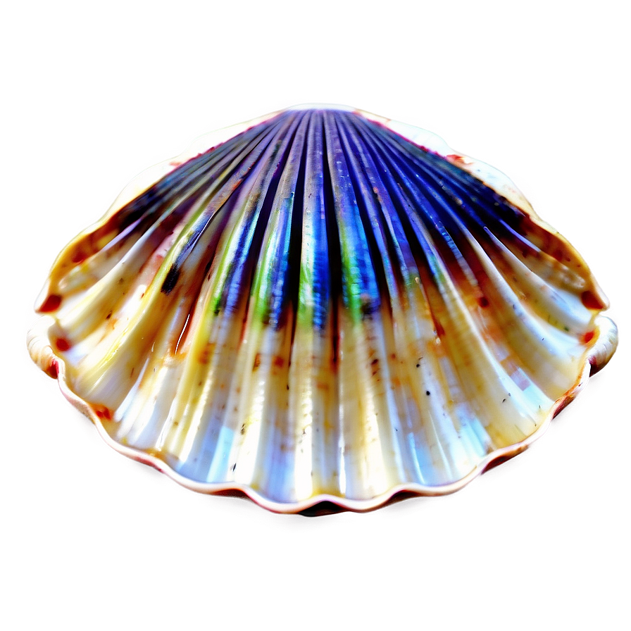 Clam Shell Vector Art Png Jnh