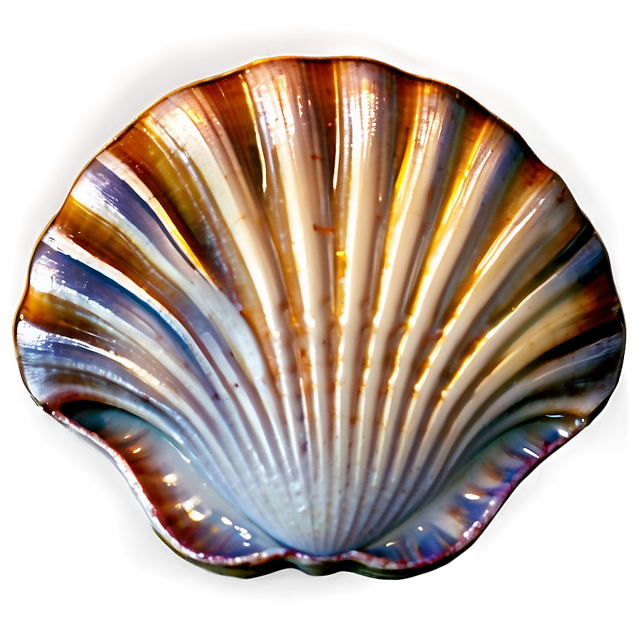 Clam Shell With Pearl Png Jmf