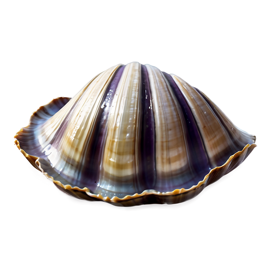 Clam Shell With Water Png Cmf42