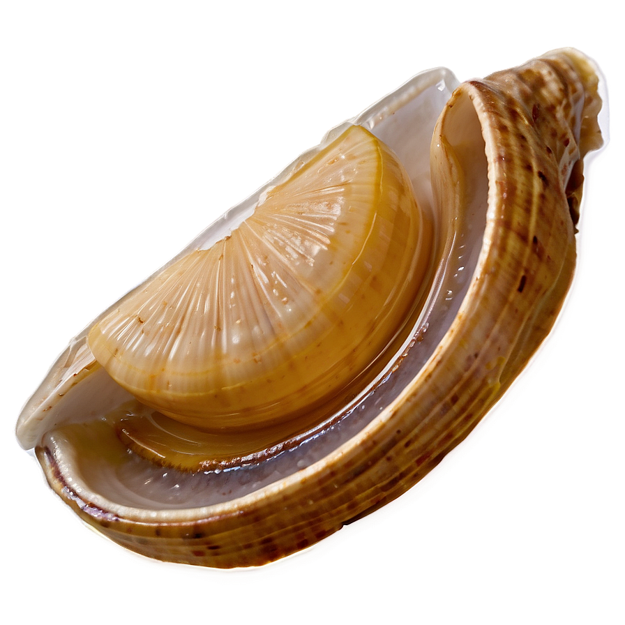 Clam With Lemon Slice Png Axo