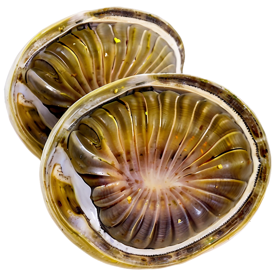 Clam With Lemon Slice Png Ema