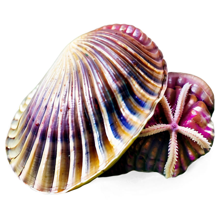 Clam With Starfish Png Lyx88