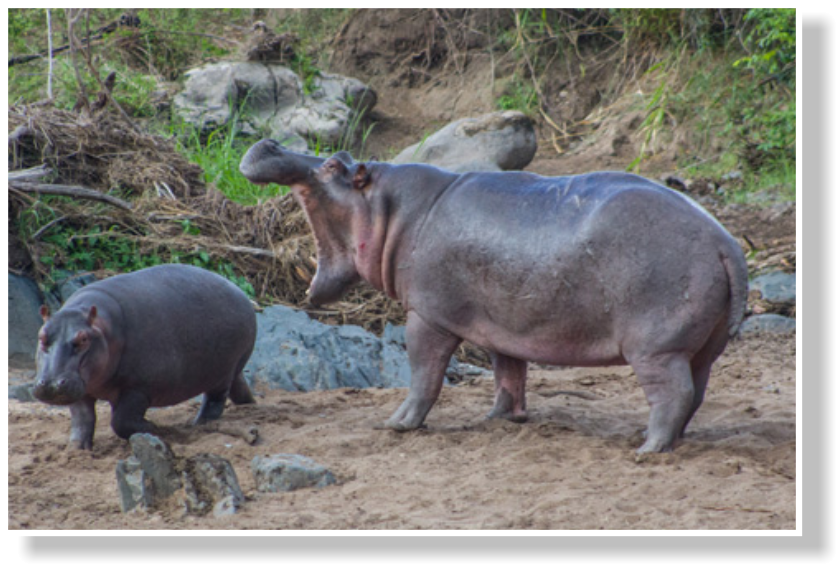 Clip Art Laki Expeditions Safaris This - Hippopotamus, HD Png Download PNG with transparent background