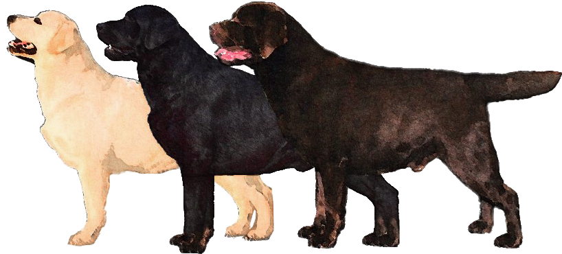 Clip Art Pics Of Labrador - Labradors Png, Transparent Png PNG with transparent background