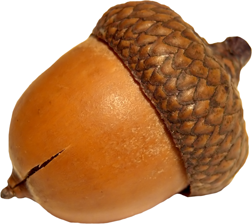 Close Up Acorn Texture