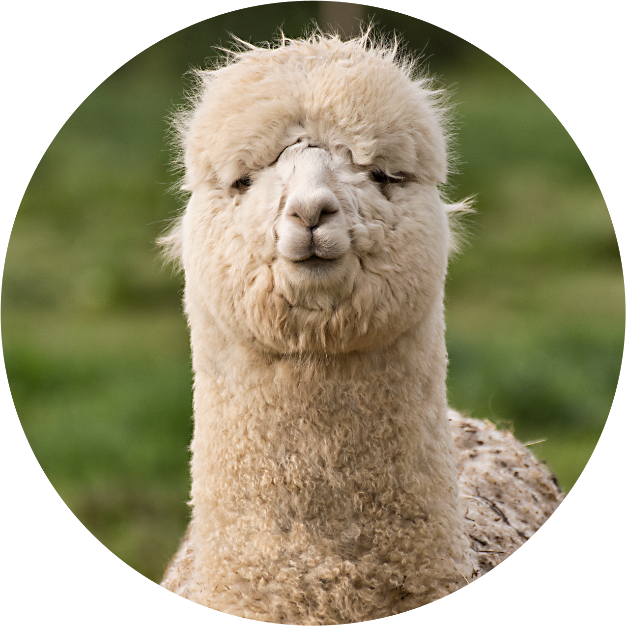 Close Up Alpaca Portrait PNG image with a transparent background, free high-resolution download