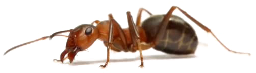 Close Up Ant Transparent Background