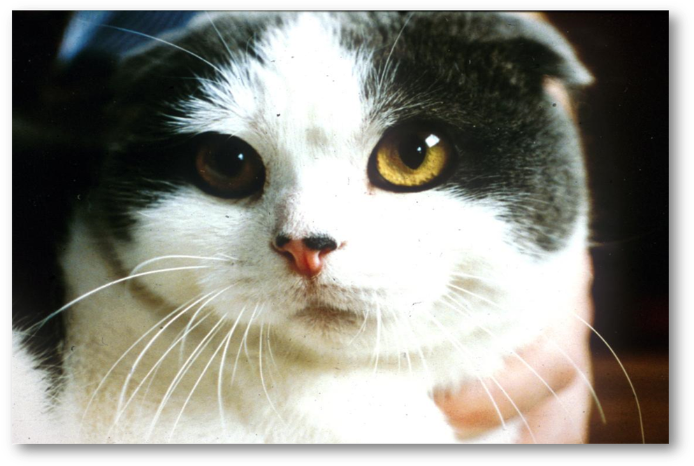 Domestic Short-haired Cat, HD Png Download PNG with transparent background