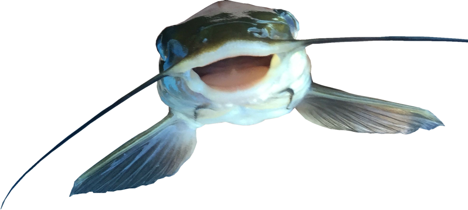 Close Up Catfish Mouth Open