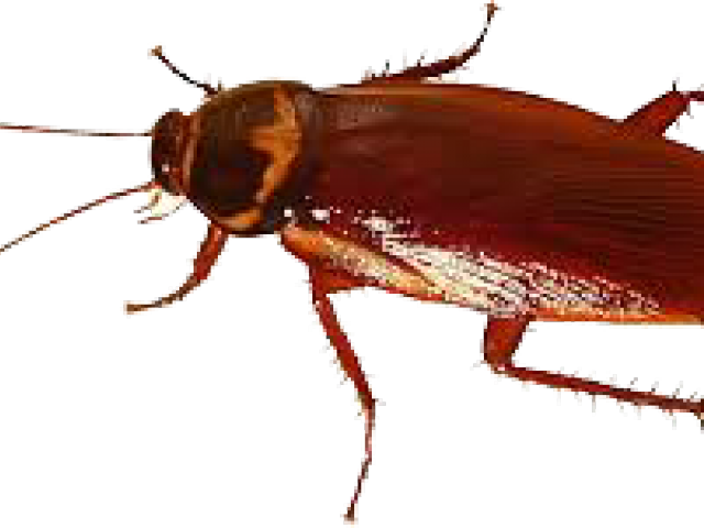 Close Up Cockroach Image PNG image with a transparent background, free high-resolution download