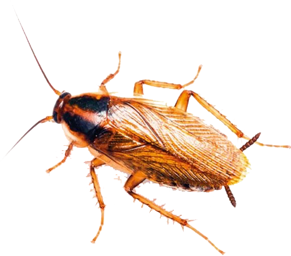 Close Up Cockroach Isolated
