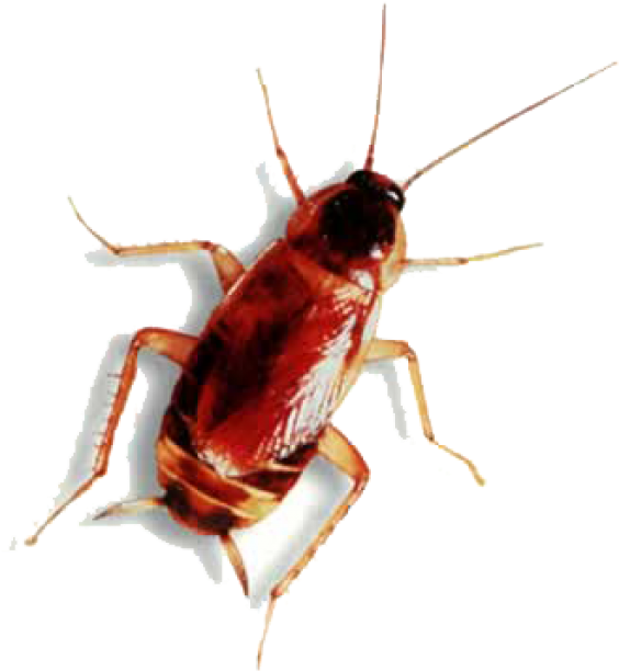 Roach Png Free Download - Animal Has Six Legs, Transparent Png PNG image with a transparent background, free high-resolution download