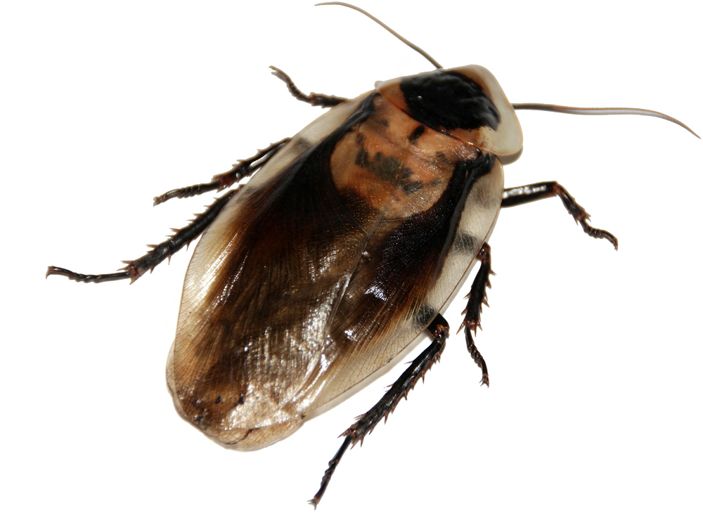 Close Up Cockroach P N G Transparent Background