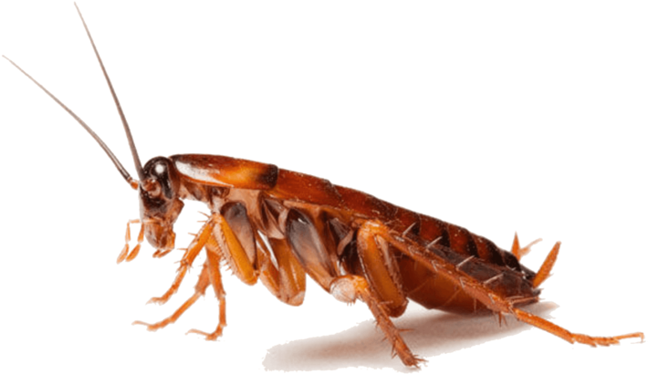 Close Up Cockroach P N G Transparent Background PNG image with a transparent background, free high-resolution download