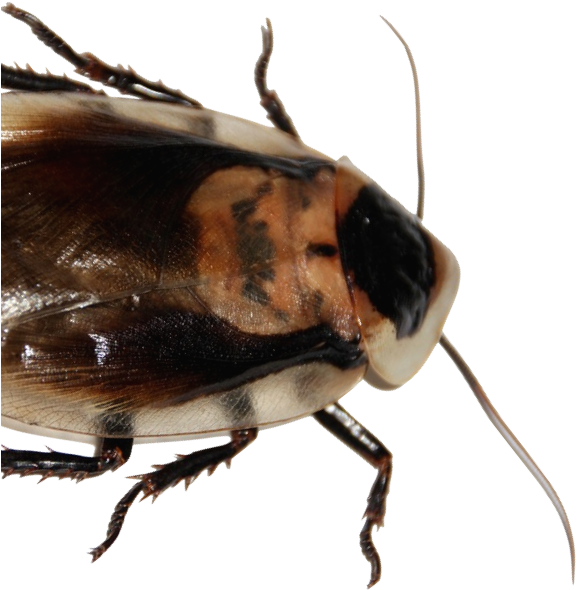 Close Up Cockroach P N G Transparent Background