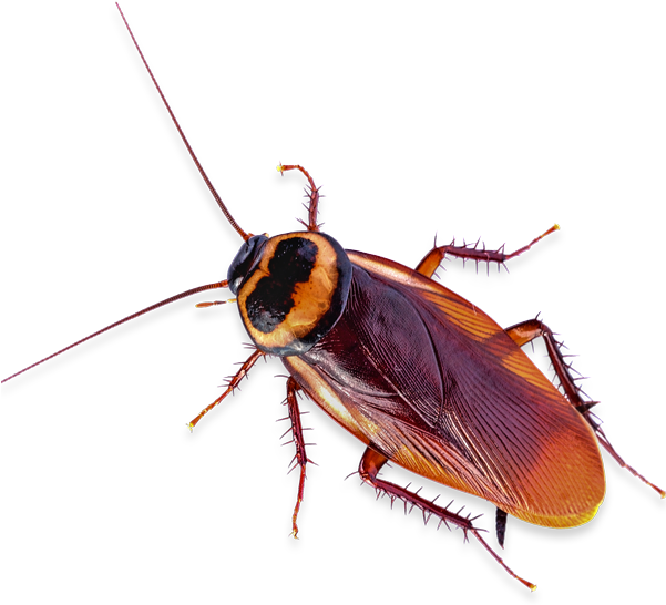 Close Up Cockroach.png PNG image with a transparent background, free high-resolution download