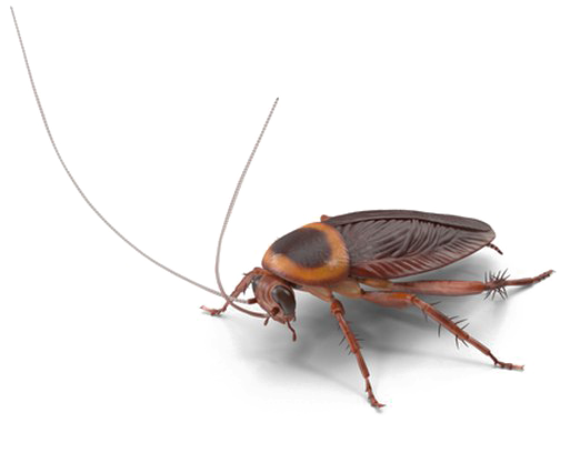 Close Up Cockroach Transparent Background PNG image with a transparent background, free high-resolution download