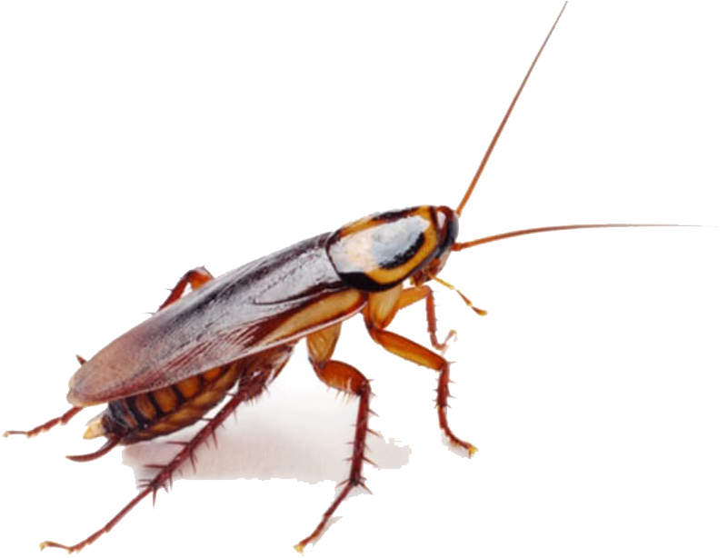 Close Up Cockroach Transparent Background