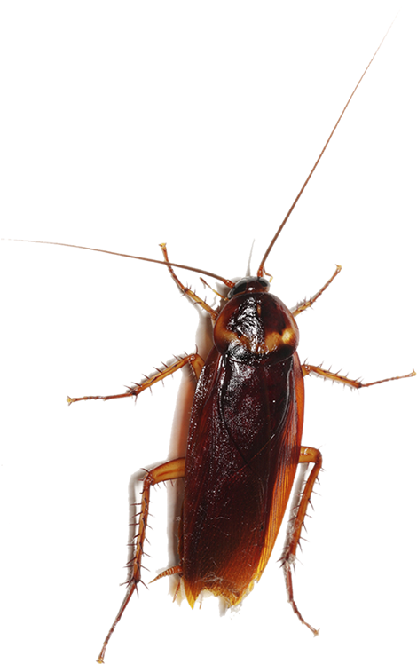 Close Up Cockroach Transparent Background