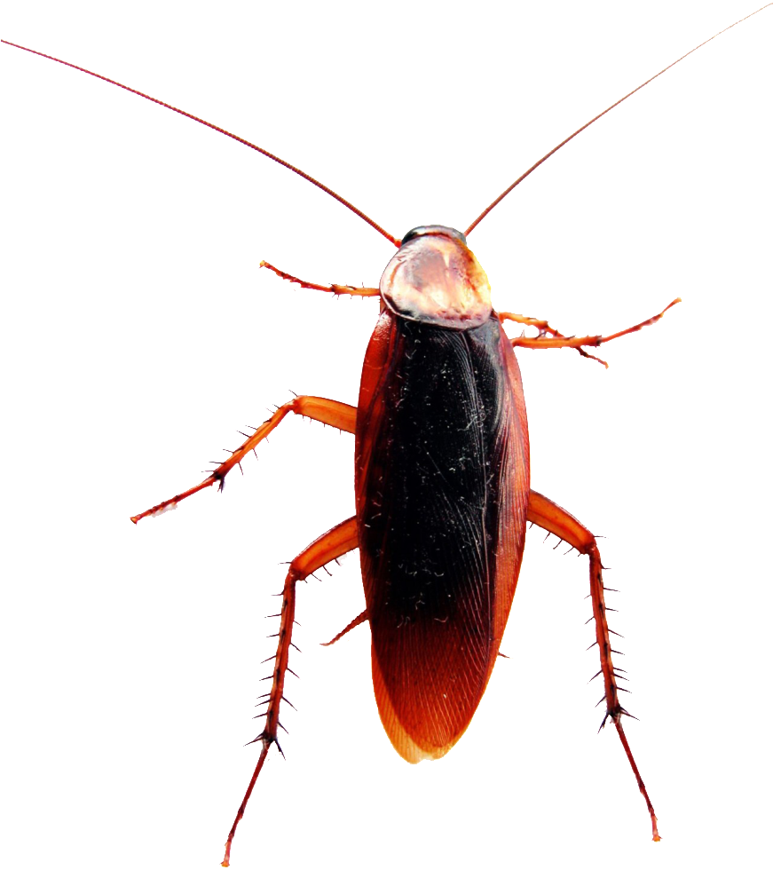 Close Up Cockroach Transparent Background PNG image with a transparent background, free high-resolution download