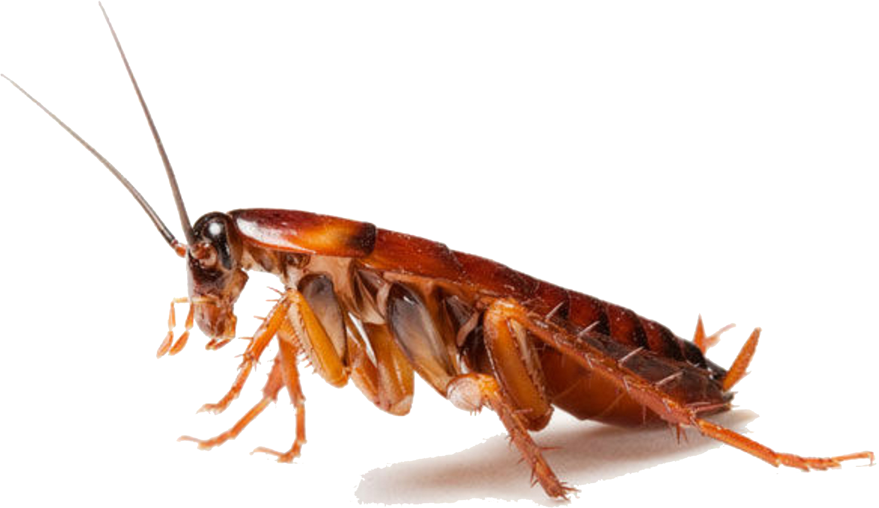 Close Up Cockroach Transparent Background PNG image with a transparent background, free high-resolution download