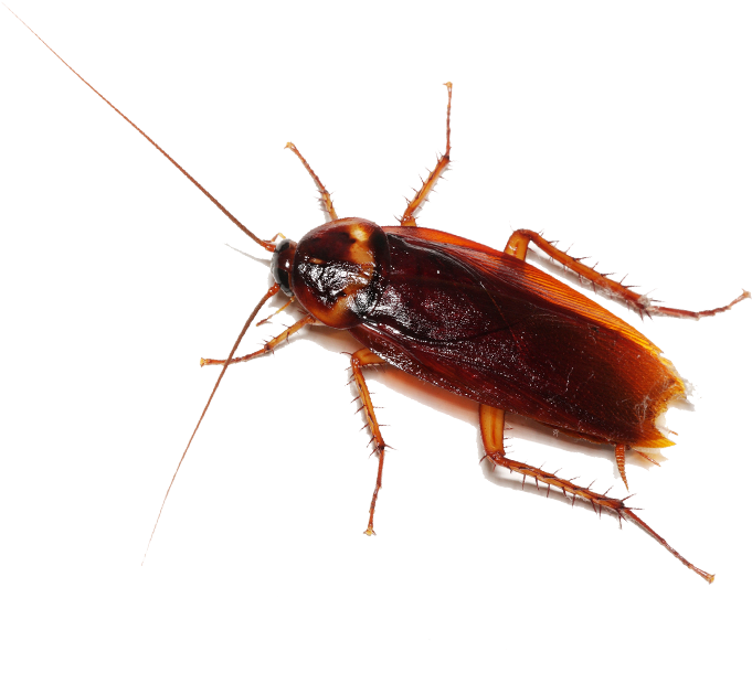 Close Up Cockroach Transparent Background PNG image with a transparent background, free high-resolution download