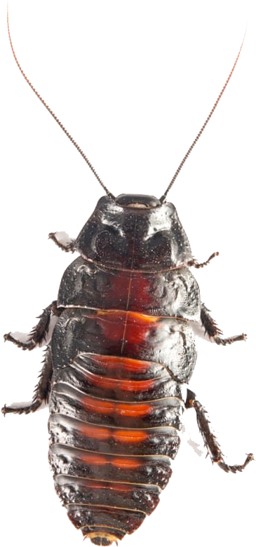 Close Up Cockroach Transparent Background PNG image with a transparent background, free high-resolution download
