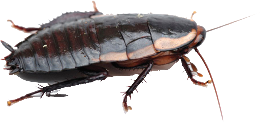 Close Up Cockroach Transparent Background