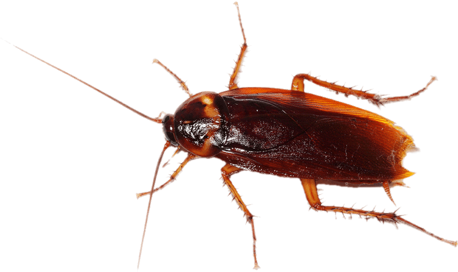 Close Up Cockroach Transparent Background