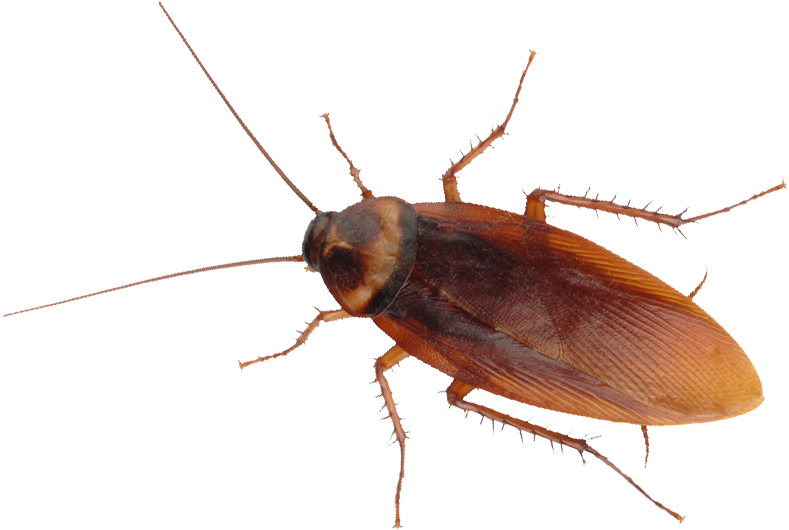 Close Up Cockroachon Blue Background.png PNG image with a transparent background, free high-resolution download
