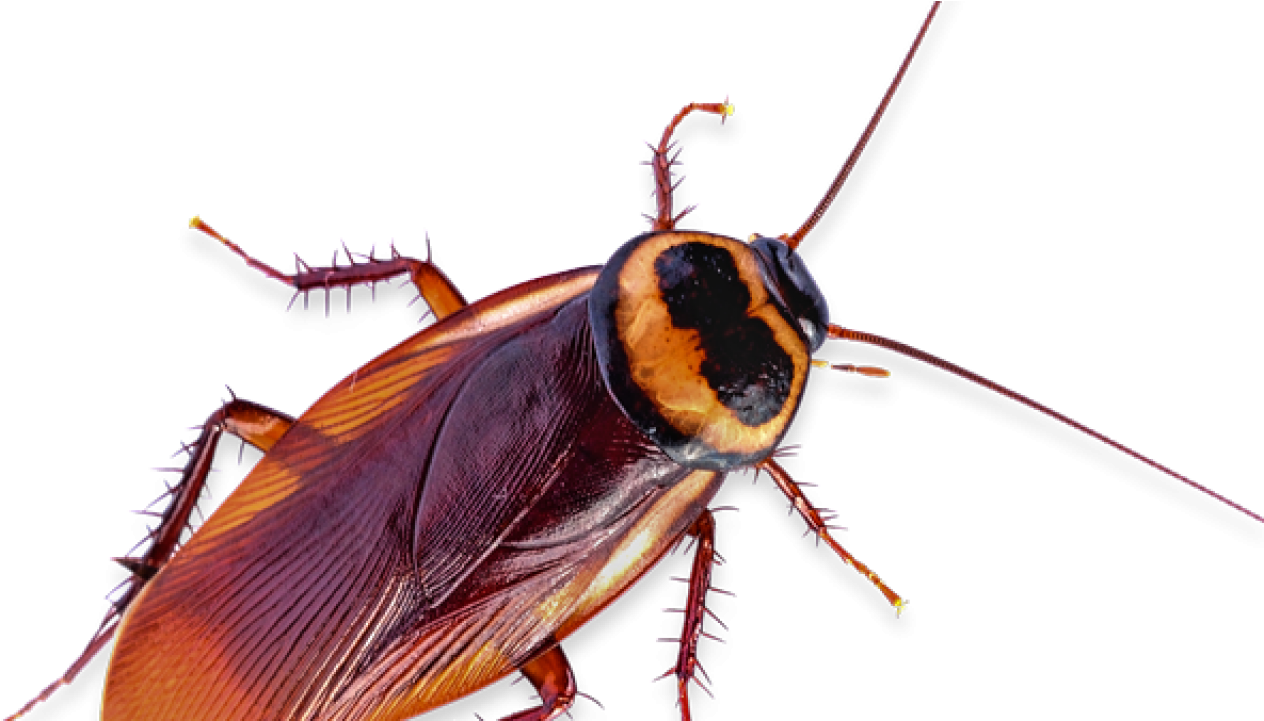 Close Up Cockroachon Transparent Background PNG image with a transparent background, free high-resolution download